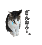れおちゃんをスタンプにしました2（個別スタンプ：2）
