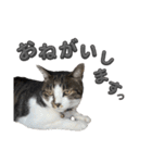 れおちゃんをスタンプにしました2（個別スタンプ：18）