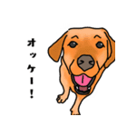 盲導犬支援スタンプ3弾 使える⁉︎日常会話（個別スタンプ：1）