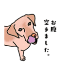 盲導犬支援スタンプ3弾 使える⁉︎日常会話（個別スタンプ：8）