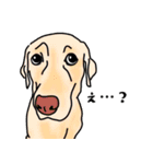 盲導犬支援スタンプ3弾 使える⁉︎日常会話（個別スタンプ：12）