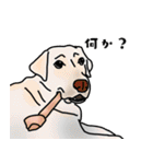 盲導犬支援スタンプ3弾 使える⁉︎日常会話（個別スタンプ：13）