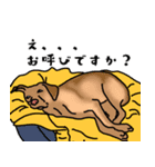 盲導犬支援スタンプ3弾 使える⁉︎日常会話（個別スタンプ：14）