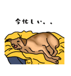 盲導犬支援スタンプ3弾 使える⁉︎日常会話（個別スタンプ：15）