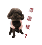 トイプードルーポップコーン（個別スタンプ：5）