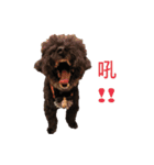 トイプードルーポップコーン（個別スタンプ：21）