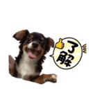 ペロ子とぽんすけ（個別スタンプ：2）