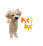 ペロ子とぽんすけ（個別スタンプ：4）