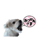 ペロ子とぽんすけ（個別スタンプ：10）