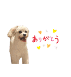 ペロ子とぽんすけ（個別スタンプ：13）