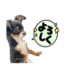 ペロ子とぽんすけ（個別スタンプ：15）