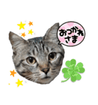 キジねこ めい様がゆく！②（個別スタンプ：1）