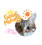 キジねこ めい様がゆく！②（個別スタンプ：2）