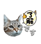 キジねこ めい様がゆく！②（個別スタンプ：4）