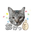 キジねこ めい様がゆく！②（個別スタンプ：5）