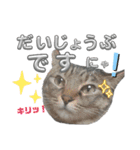 キジねこ めい様がゆく！②（個別スタンプ：6）