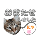 キジねこ めい様がゆく！②（個別スタンプ：7）