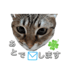 キジねこ めい様がゆく！②（個別スタンプ：8）