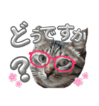 キジねこ めい様がゆく！②（個別スタンプ：9）