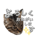 キジねこ めい様がゆく！②（個別スタンプ：10）