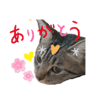 キジねこ めい様がゆく！②（個別スタンプ：11）