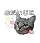 キジねこ めい様がゆく！②（個別スタンプ：12）