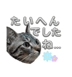 キジねこ めい様がゆく！②（個別スタンプ：13）