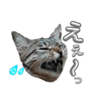 キジねこ めい様がゆく！②（個別スタンプ：14）