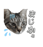 キジねこ めい様がゆく！②（個別スタンプ：15）