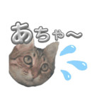 キジねこ めい様がゆく！②（個別スタンプ：16）