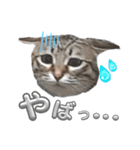 キジねこ めい様がゆく！②（個別スタンプ：17）