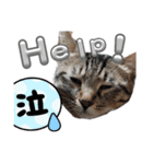 キジねこ めい様がゆく！②（個別スタンプ：18）