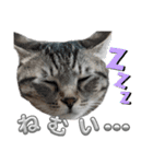キジねこ めい様がゆく！②（個別スタンプ：19）