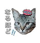 キジねこ めい様がゆく！②（個別スタンプ：20）