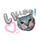 キジねこ めい様がゆく！②（個別スタンプ：21）