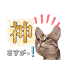 キジねこ めい様がゆく！②（個別スタンプ：22）