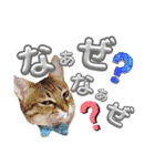 キジねこ めい様がゆく！②（個別スタンプ：23）