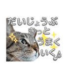 キジねこ めい様がゆく！②（個別スタンプ：24）