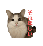 レーヴェさん（個別スタンプ：3）