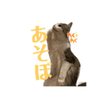 レーヴェさん（個別スタンプ：7）