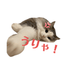 レーヴェさん（個別スタンプ：11）