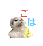 レーヴェさん（個別スタンプ：18）