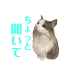 レーヴェさん（個別スタンプ：40）