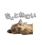 つくねうずらと少しゴマ（個別スタンプ：3）