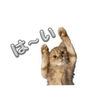 つくねうずらと少しゴマ（個別スタンプ：4）