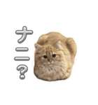 つくねうずらと少しゴマ（個別スタンプ：6）