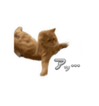 つくねうずらと少しゴマ（個別スタンプ：7）
