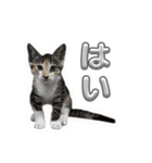 つくねうずらと少しゴマ（個別スタンプ：8）