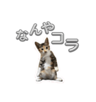 つくねうずらと少しゴマ（個別スタンプ：9）