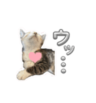つくねうずらと少しゴマ（個別スタンプ：10）